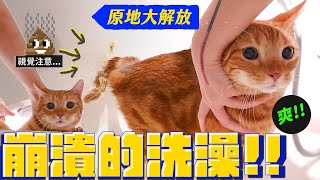 屎尿大解放！拉姆突如其來的洗澡｜宇宙猫咪🐾