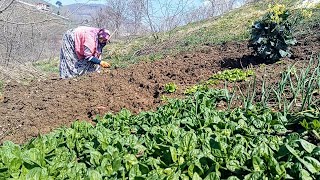 Bahçeye Soğan Bezelye Dikimi