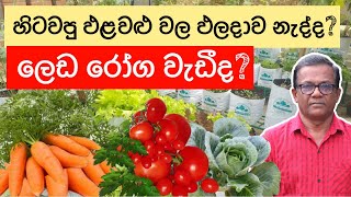 ඵලදාව ඉකිමනින් ගන්න මේ විදියට පොහොර දාන්න | Organic Fertilizer ।Ceylon Agri | Episode 292