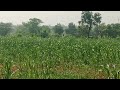 🙏10 gunte agriculture farm land for sale malavalli.near   total price 5 lakh.  👍🙏