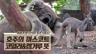 코알라의 뜻은 물을 먹지 않는다! 캥거루의 뜻은? [여행가.방] 4회