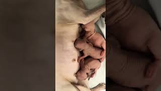 Hera Gave Birth To 3 Beautiful Sphynx Babies