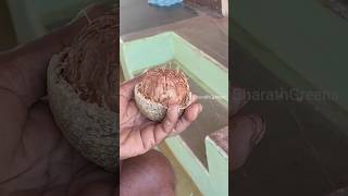 விளாம்பழம் சாப்பிட்டு இருக்கீங்களா? | Wood Apple Fruit | #vilampalam #shorts #woodapple