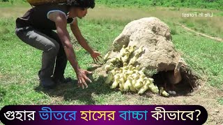 smile || হাস || গুহার ভীতরে হাস এবং হাসের বাচ্চা || হাসের বাচ্চা || #হাস#অজানা#informaton