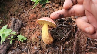 进山采蘑菇，最近种类很丰富，青头菌也不不错