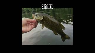 Your smallmouth if you… #fish #shorts