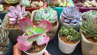 FLAPJACK | SUCCULENT CARE TIPS