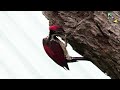 woodpecker කොට්ටෝරුවා කෑරලා