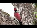 woodpecker කොට්ටෝරුවා කෑරලා