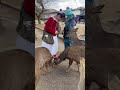 奈良公園：観光客が鹿に囲まれて幸せいっぱい！ nara park deer 🦌 in japan