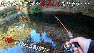 この川おかしい・・・　釣れる魚が全部ヌシ級！！