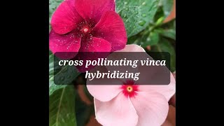 how to hand pollinate vinca for more colors #plants #garden #vinca #hybrid #pollination #vlogs #yt