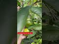 review jeruk siam madu part1 jeruk jeruksiammadu kebun garden bibitbuah review viral durian