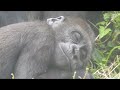 gorilla tayari hugs son for nap ringo called jabali to get up photos videos 2023 2 17 12 54 13 36