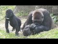 gorilla tayari hugs son for nap ringo called jabali to get up photos videos 2023 2 17 12 54 13 36