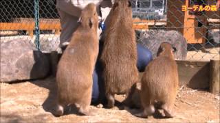 カピバラ （ヨーデルの森篇）遂にカピバラふれあい開始！