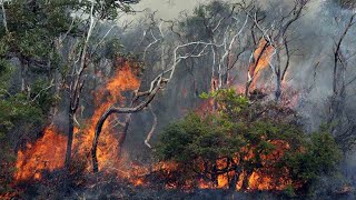 End of La Nina brings imminent fire danger as concerns rise over plant growth in NSW