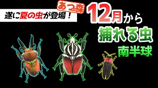 【あつ森】12月(南半球)から捕れる虫を全て紹介！出現時間や場所・条件など捕まえるコツについても徹底解説！ゴライアスやニジイロ、ホタルなどレアな虫がたくさん登場！【あつまれどうぶつの森　12月虫図鑑】