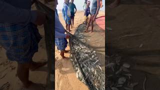 చిట్టి పెద్దవాల -2 తగిలిన చేపలు #chttipeddavala #alivala #fishingwithnet#fishing #chepalavideos