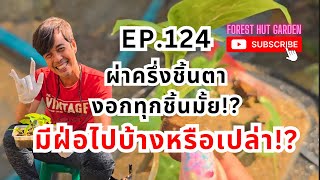 ผ่าครึ่งชิ้นตา งอกทุกชิ้นมั้ย มีฝ่อบ้างหรือเปล่า!? EP.124