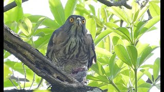 20210630 （補）鷹爸正在吃鷹媽帶出巢的剩食，引來樹鵲吵鬧不停~鷹媽巢中打掃陪小孩~【大安森林公園鳳頭蒼鷹Crested Goshawk】