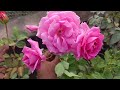 top 5 rose variety with name id गुलाब के कुछ बेहतरीन वरायटी