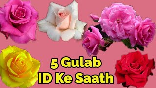 Top 5 Rose variety with name Id// गुलाब के कुछ बेहतरीन वरायटी