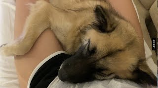 飼い主のことを枕だと思っている雑種犬 A dog sleeping with his thighs as a pillow