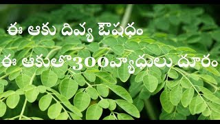 ఈ ఆకు దివ్య ఔషధం || ఈ ఆకుతొ 300 వ్యాధులు దూరం