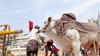 బస్ర్వాచేర్వు 6 పళ్ళ విభాగం ఎద్దుల బండలాగుడు పోటీలకు వచ్చిన పొలకళ్ జత సి.బెళగల్‌ మం కర్నూలు జిల్లా