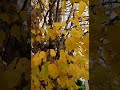 #Stunning Norlin Little Leaf Linden With Golden Yellow Fall Foliage#shorts [Tilia Cordata Ronald]