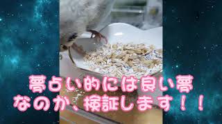 【セキセイインコと夢占い】一富士二鷹三茄子　夢占い的には良い夢？