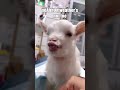 British Baby Goat