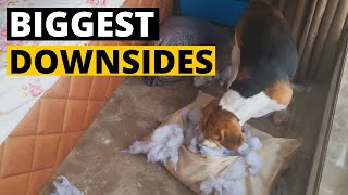 9 Problems of Owning a Beagle!