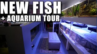 NEW FISH REVEAL and TOUR of my AQUARIUM GALLERY - The king of diy