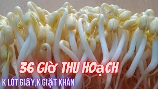 Giá mập ú, trắng nõn, ít rễ, làm giá bằng rổ, 36giờ (1,5ngày) thu hoạch / Ngocmo family 0055