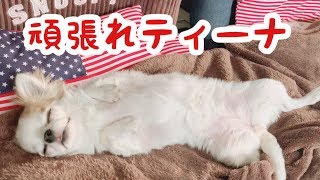 散歩が苦手な犬の奮闘記を「きょうのわんこ」風に撮ってみましたｗ【チワワ】