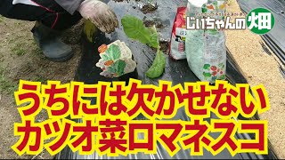 カツオ菜とロマネスコ定植。