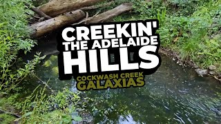 Creekin' The Adelaide Hills Part 1 - Cockwash Creek Mountain Galaxias