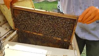 DON'T BUY BEES - Splitting Horizontal Beehives