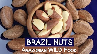 Brazil Nuts, An Amazonian WILD Food | Selenium Pluses/Minuses