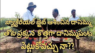 బ్యాక్టీరియల్ బ్లైట్ ఆశించిన దానిమ్మ తోట ప్రక్కన  కొత్తగా దానిమ్మపంట పెట్టుకోవచ్చునా?/#pomogranate