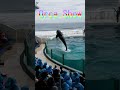 オルカショーでびしょ濡れサイコ～ ^^ shorts 鴨川シーワールド シャチ kamogawaseaworld orca killerwhale