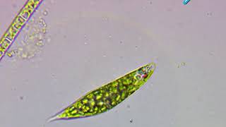 Euglena structure