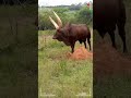 ⭕ANKOLE WATUSI CATTLE ✅ Biggest Bulls And Cow #cows #bulls #ankole