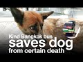 Kind Bangkok bus driver saves dog from certain death | The Nation Thailand