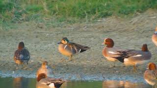 赤頸鴨(Anas penelope)台灣野鳥 P52(Eurasian Wigeon)