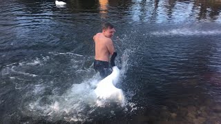 Territorial Swan Goes After Man Swimming || ViralHog