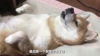 主人买了按摩枕，突发奇想给家里的柴犬试一下，结果整个狗迷离了