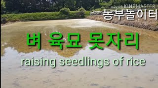 (벼농사) 벼육묘 raising seedlings of rice 모심기 준비 벼농사 못자리 관리